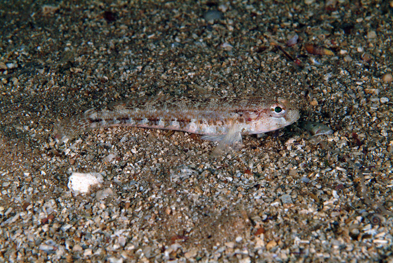 Gobius roulei da Porto Badisco (LE)